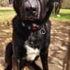 Verspielter Arko sucht aktive Familie
