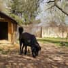 Verspielter Arko sucht aktive Familie