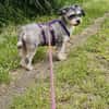 LILLY ROSE -verschmust & angenehm ruhig-