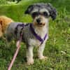 LILLY ROSE -verschmust & angenehm ruhig-