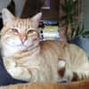 Foxy FeLV+ sucht in Wohnungshaltung
