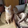 Foxy FeLV+ sucht in Wohnungshaltung