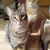 Foxy FeLV+ sucht in Wohnungshaltung
