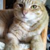 Foxy FeLV+ sucht in Wohnungshaltung