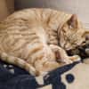 Foxy FeLV+ sucht in Wohnungshaltung