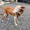 Zeta1 sucht ein Zuhause/