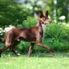 Knuffiger Chocapic1 sucht ein Zuhause