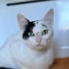 ARLETTE FIV+
