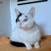 ARLETTE FIV+