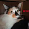 Cassis