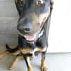 KOKA chien croisé beauceron
