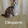 Cléopatre