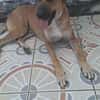 GUELIA le coeur tendre