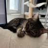 Sozialer Kater PEPPINO sucht Zuhause!