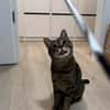 Sozialer Kater PEPPINO sucht Zuhause!