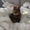 Sozialer Kater PEPPINO sucht Zuhause!
