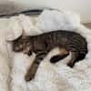 Sozialer Kater PEPPINO sucht Zuhause!