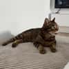 Sozialer Kater PEPPINO sucht Zuhause!