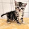 Katzenkind Valentino