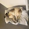 Liebevoller Hund REX sucht sein Zuhause!