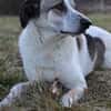 Liebevoller Hund REX sucht sein Zuhause!