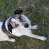 Liebevoller Hund REX sucht sein Zuhause!