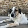 Liebevoller Hund REX sucht sein Zuhause!