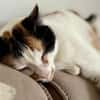 Coco, liebevolle Katzendame, ca. 4 Jahre