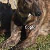 COPLA