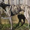 PIANISTA