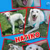 Herzenshund Hatiko auf PS in 91217