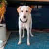 Herzenshund Hatiko auf PS in 91217