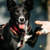 Ruhige Lucy sucht ihre Menschen