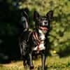 Ruhige Lucy sucht ihre Menschen