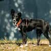 Ruhige Lucy sucht ihre Menschen
