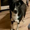 Aira, stubenreine Kuschelpartnerin, 5 J.