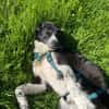 Aira, stubenreine Kuschelpartnerin, 5 J.