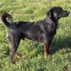 Rollo sucht sein Zuhause