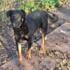 Rollo sucht sein Zuhause
