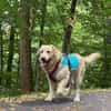 Charly sucht sein Zuhause