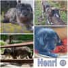 HENRI * bescheidener Hundeopi