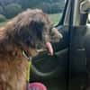 HENRI * bescheidener Hundeopi