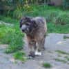 HENRI * bescheidener Hundeopi