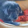 HENRI * bescheidener Hundeopi