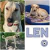 LEN -sucht hundeerfahrene Menschen-