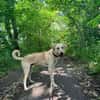 LEN -sucht hundeerfahrene Menschen-