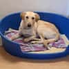 LEN -sucht hundeerfahrene Menschen-