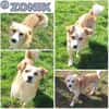 ZONIK -verschmuster Familienhund-