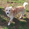 ZONIK -verschmuster Familienhund-