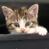 Katzenkind PIPPI